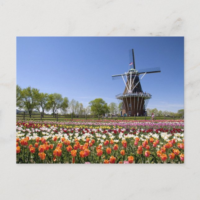 Windmill Island park with tulips in bloom at Postcard (Front)