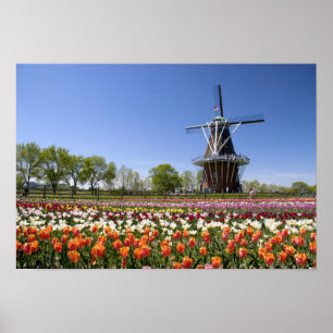 Windmill Island park with tulips in bloom at Poster
