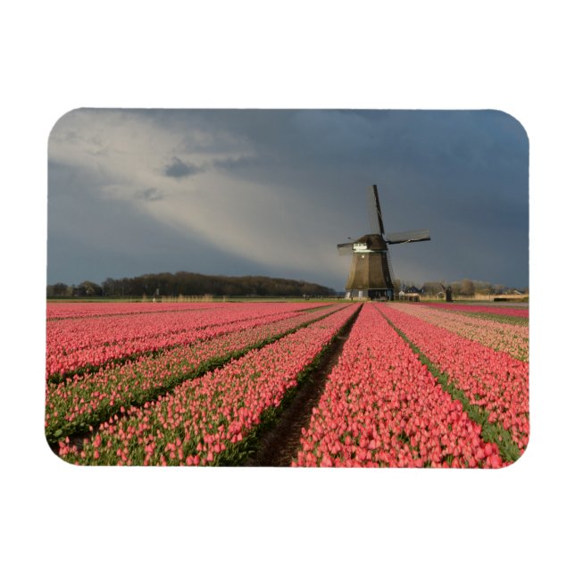 Windmill with pink tulips in spring magnet (Horizontal)
