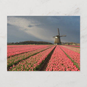 Windmill with pink tulips in spring postcard