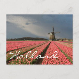 Windmill with pink tulips in spring postcard