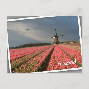 Windmill with pink tulips in spring postcard