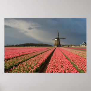 Windmill with pink tulips in spring poster