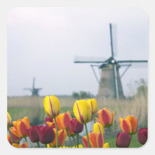 Windmills and tulips along the canal in square sticker