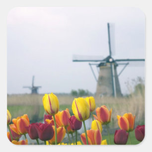 Windmills and tulips along the canal in square sticker