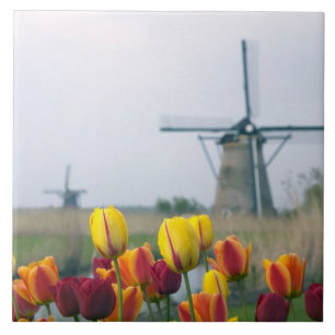 Windmills and tulips along the canal in tile