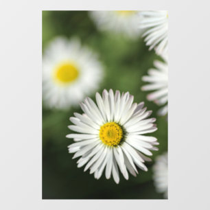 Window Cling - Daisies Floral Photography