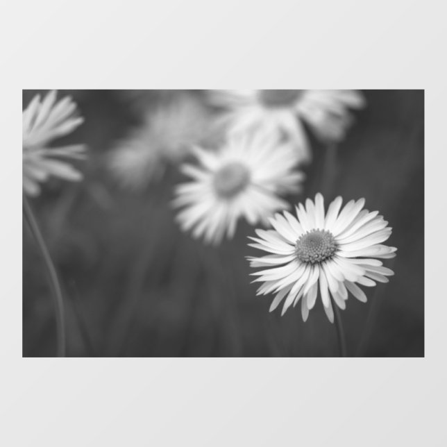 Window Cling - Daisies Flower BW (Sheet)