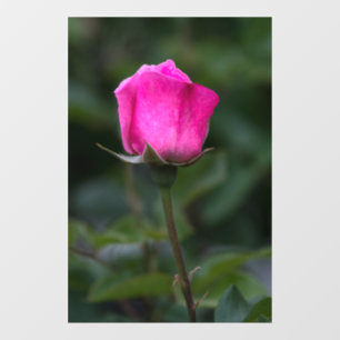 Window Cling - Elegant Pink Rosebud Photography
