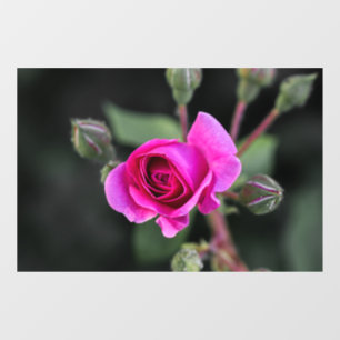 Window Cling - Pink Rose And Buds Photography
