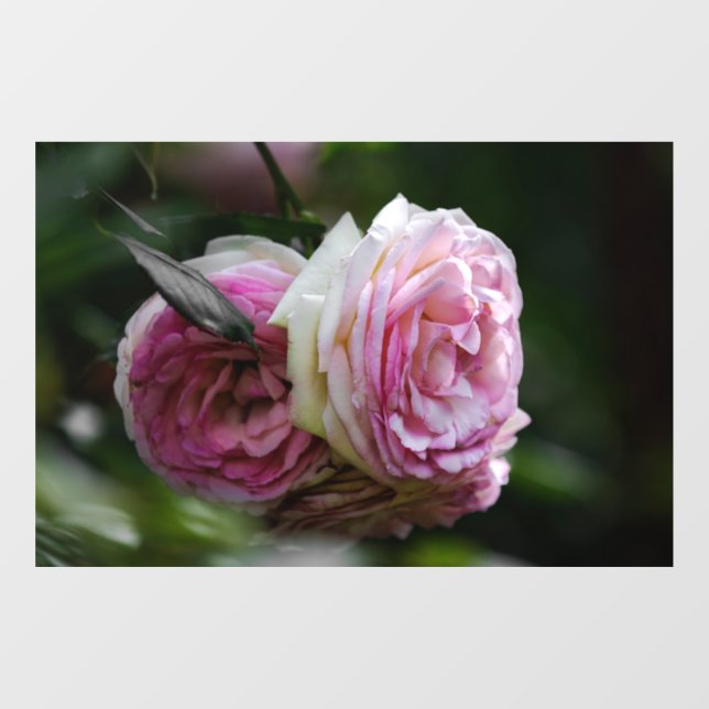 Window Cling - Pink Roses - Blushing Duet (Sheet)