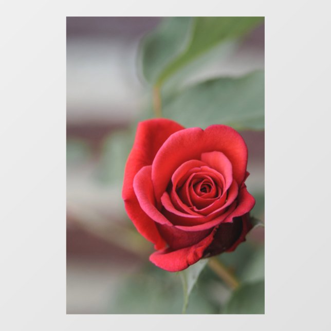 Window Cling - Red Rose Elegance Photography (Sheet)