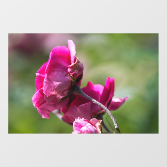 Window Cling - Rose - Magenta Grace (Sheet)