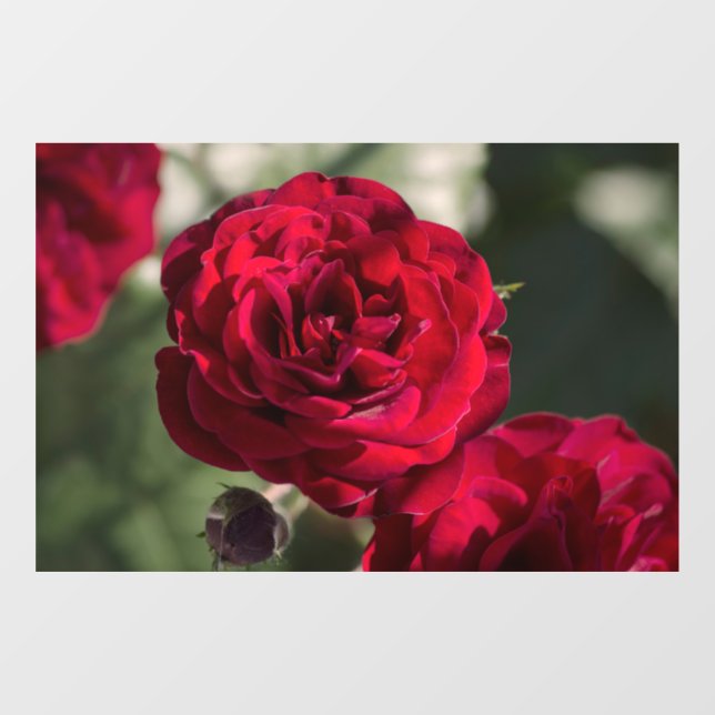 Window Cling Roses  - Velvet Radiance (Sheet)