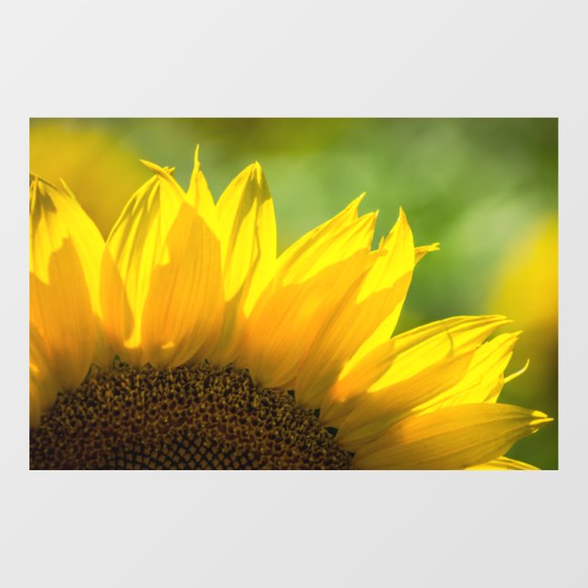 Window Cling - Sunflower Photography (Sheet)