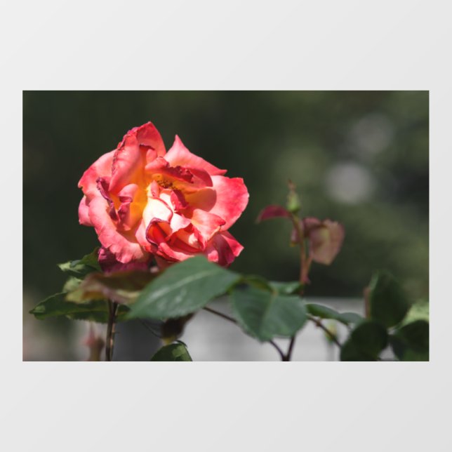 Window Cling - The Withering Rose (Sheet)