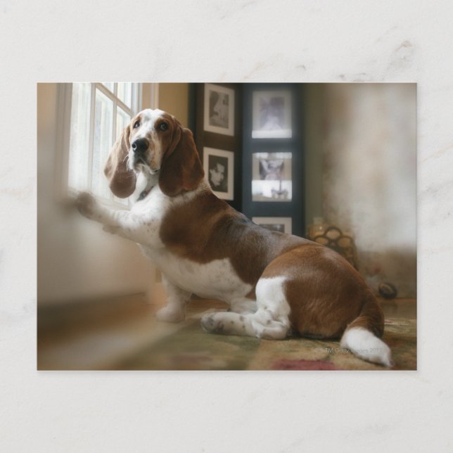 Window dog postcard (Front)