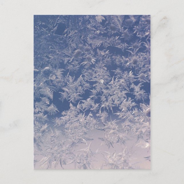 Window Snowflakes Postcard (Front)