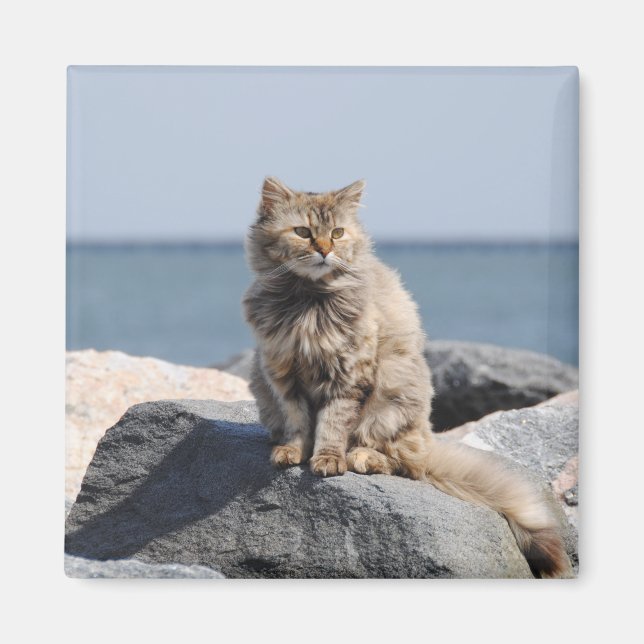 Windswept Cat by the Sea Cute Photo Magnet (Front)