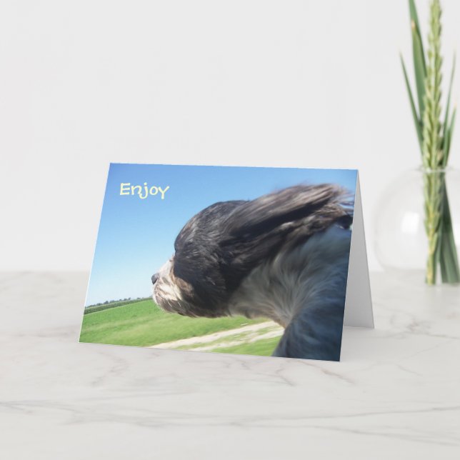 Windswept dog birthday card (Front)