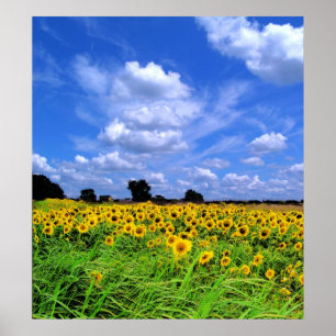 Windswept fields ans sky poster