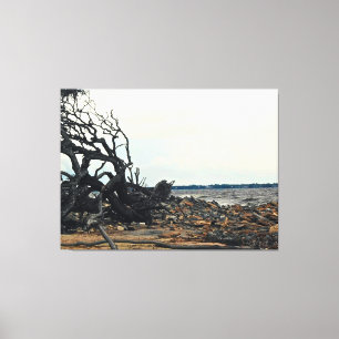 Windswept Tree by Rocky Shoreline Canvas Print