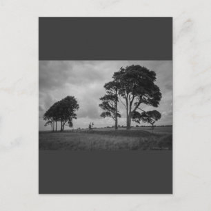 Windswept Trees Postcard