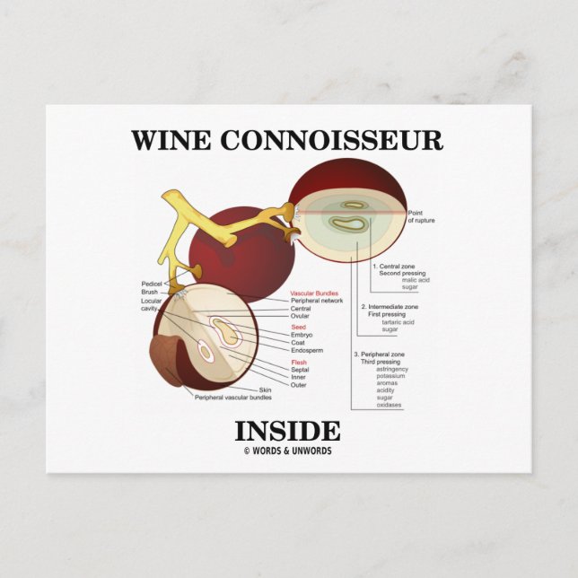 Wine Connoisseur Inside (Wine Grape Berry) Postcard (Front)