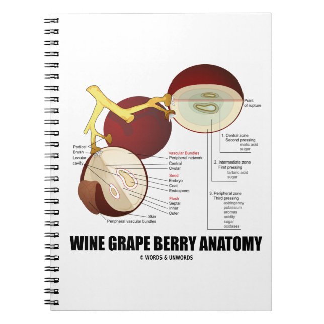 Wine Grape Berry Anatomy Scientific Diagram Spiral Notebook (Front)