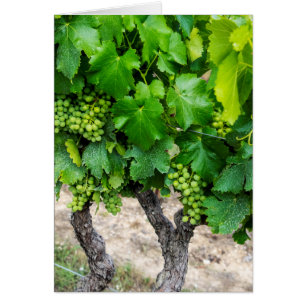 Wine Grapes Growing, France
