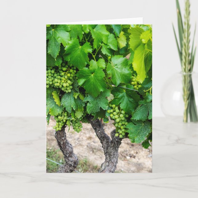 Wine Grapes Growing, France Card (Front)
