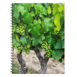 Wine Grapes Growing, France Notebook