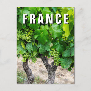 Wine Grapes Growing, France Postcard