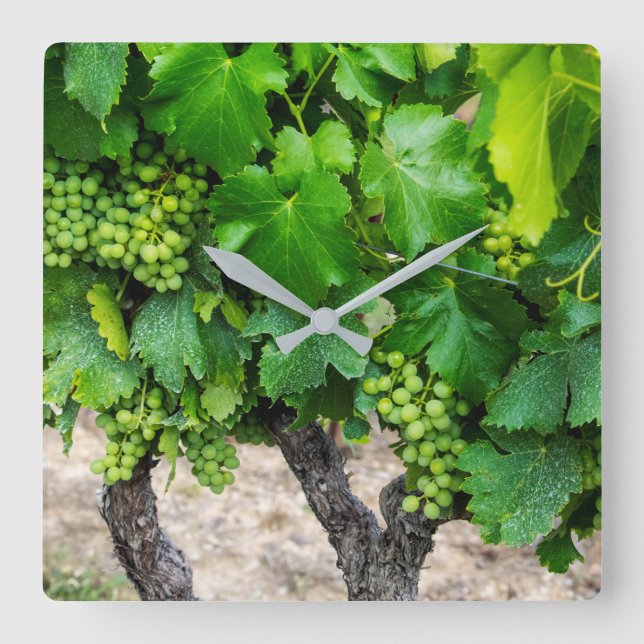 Wine Grapes Growing, France Square Wall Clock (Front)