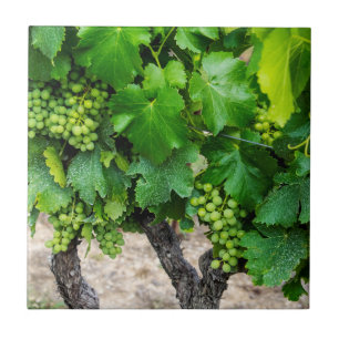 Wine Grapes Growing, France Tile