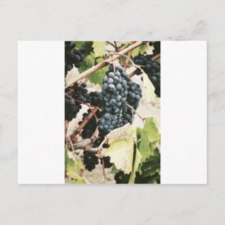 Wine Grapes On The Vine Postcard