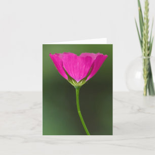 Winecup Wildflower Notecards