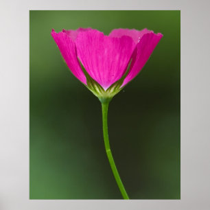 Winecup Wildflower Poster