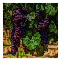 Winery Grapevine sunny tuscany vineyard grapes