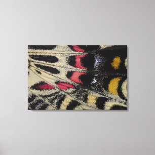 Wing underside close-up Bhutanitis mansfieldi Canvas Print