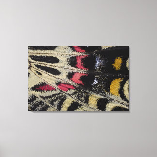 Wing underside close-up Bhutanitis mansfieldi Canvas Print