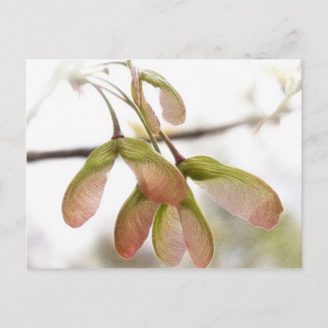 Winged Maple Seed Pods Postcard (Front)