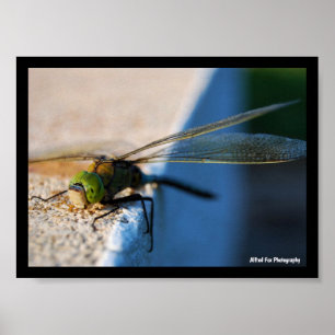 Wings of a Dragonfly Poster