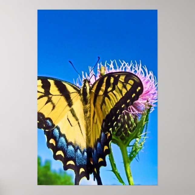 Wings of Love  Poster (Front)