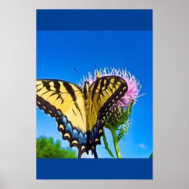 Wings of Love  Poster (Front)