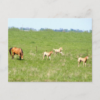 Wings of May: Horses Postcard