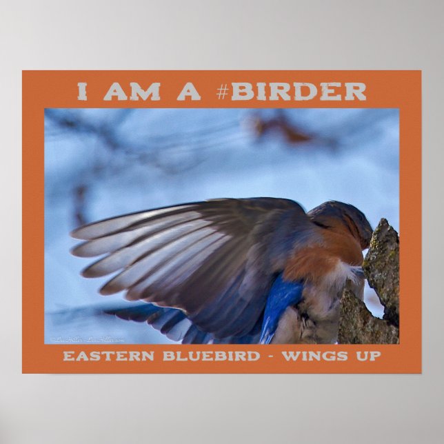 Wings Up Eastern Bluebird Birder  Poster (Front)