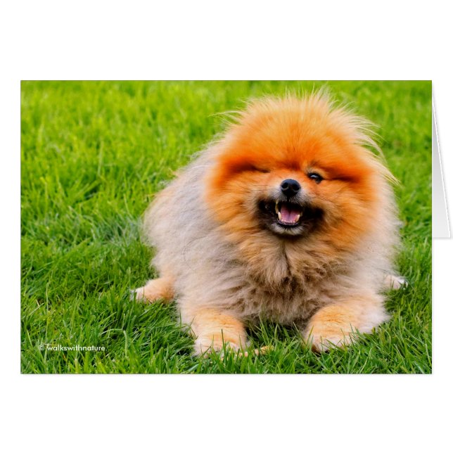 Winking Chuckling Funny Dog (Front Horizontal)