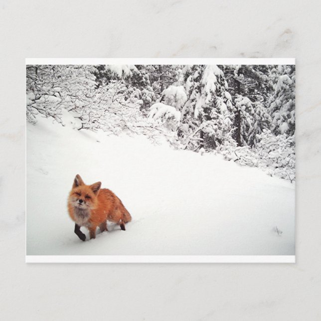 Winking Fox Postcard (Front)