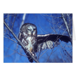Winking owl